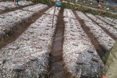 試點(diǎn)栽培羊肚菌