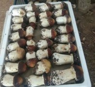 大量收購(gòu)大球蓋鮮菇