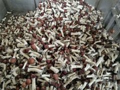 大量收購(gòu)大球蓋鮮菇