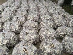 大量收購(gòu)大球蓋鮮菇