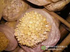 如何選擇食用菌品種以賺錢(qián)？